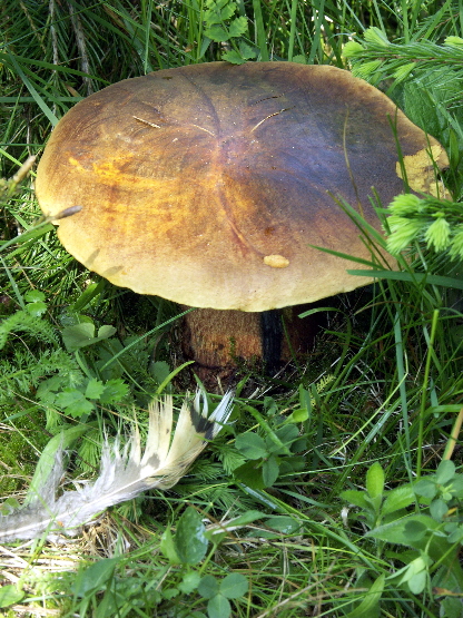 hríb zrnitohlubikový Sutorius luridiformis (Rostk.) G. Wu & Zhu L. Yang