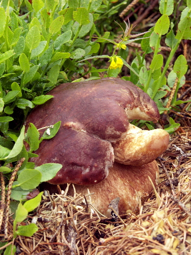 hríb sosnový Boletus pinophilus Pil. et Dermek in Pil.