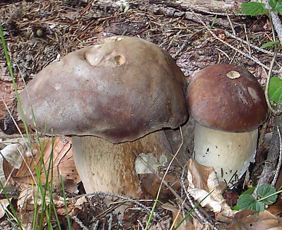 hríb sosnový Boletus pinophilus Pil. et Dermek in Pil.