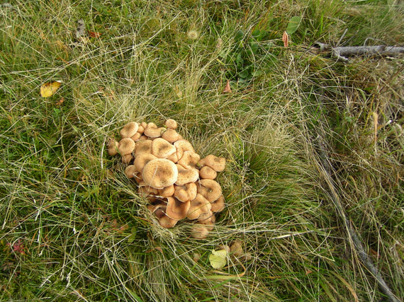 podpňovka tmavá Armillaria ostoyae (Romagn.) Herink