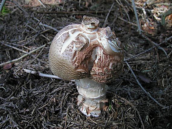 muchotrávka červenkastá Amanita rubescens Pers.