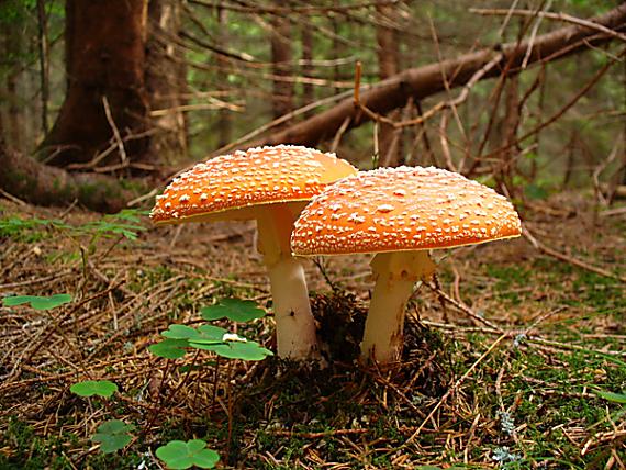 dvojičky Amanita muscaria (L.) Lam.