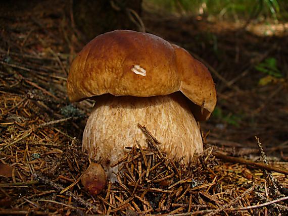 myšacie zuby Boletus edulis Bull.