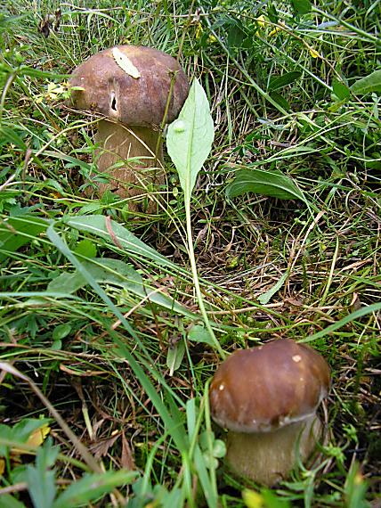 hríb smrekový Boletus edulis Bull.