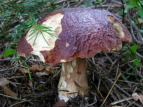 hríb Boletus sp.