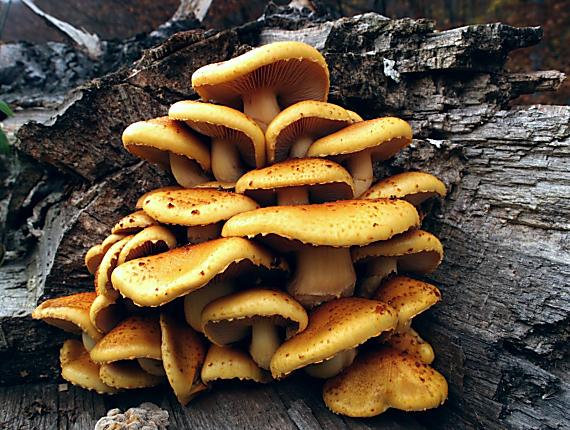 šupinovka slizká Pholiota adiposa (Batsch) P. Kumm.