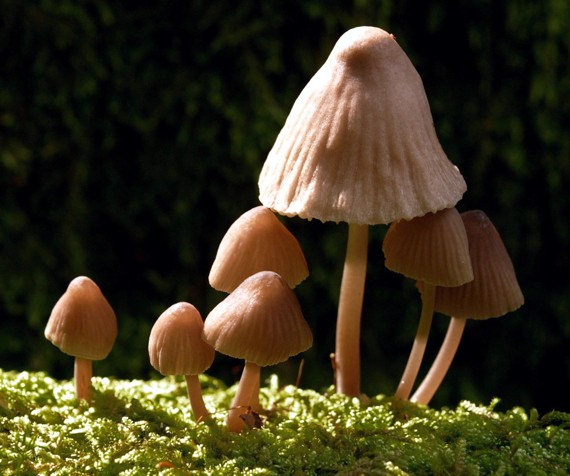 prilbička Mycena sp.