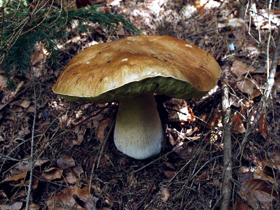 hríb smrekový Boletus edulis Bull.