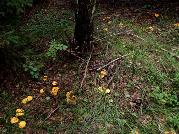 kuriatko jedlé Cantharellus cibarius Fr.