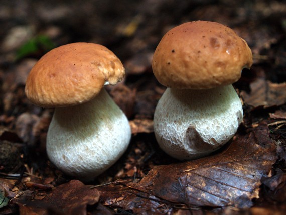 hríby smrekové Boletus edulis Bull.