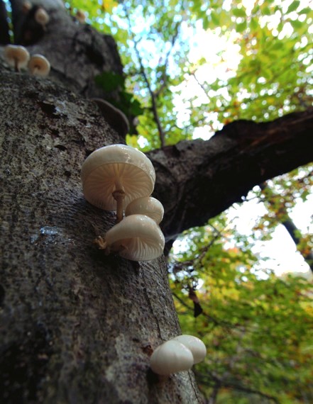 sliznačka obyčajná Mucidula mucida (Schrad.) Pat.