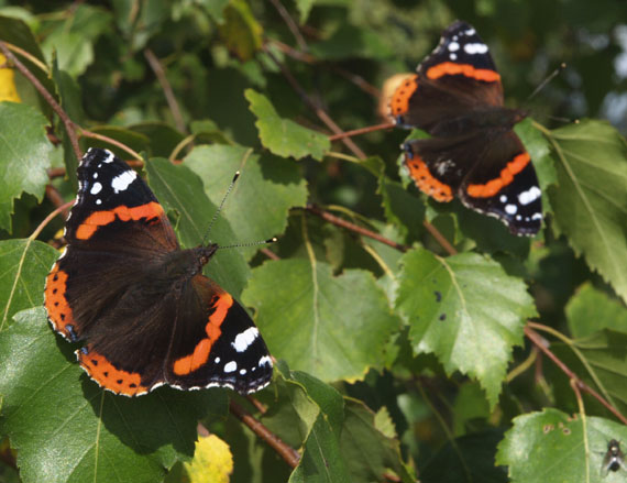 babôčka admirálska Vanessa atalanta