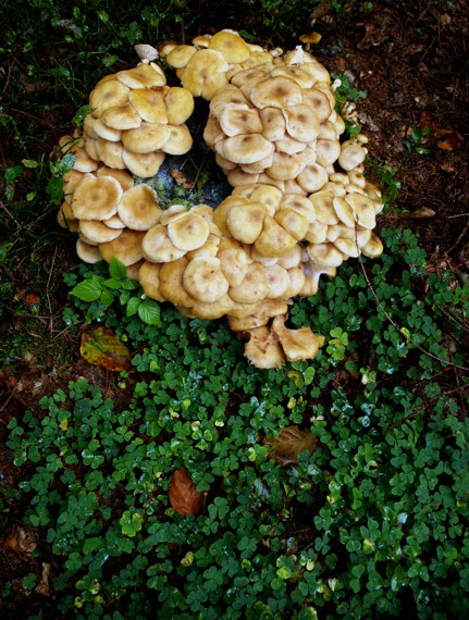 podpňovka tmavá Armillaria ostoyae (Romagn.) Herink