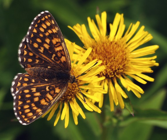 hnedáčik skorocelový Melitaea athalia