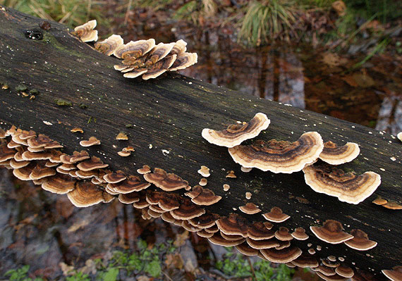 trúdnikovec pestrý Trametes versicolor (L.) Lloyd