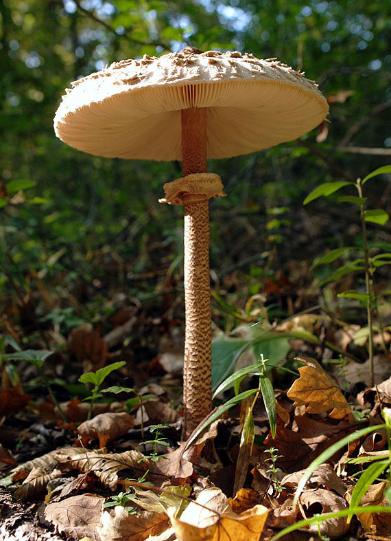 bedľa vysoká Macrolepiota procera (Scop.) Singer