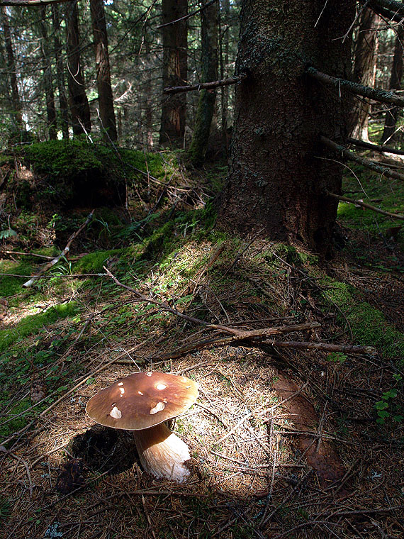 hríb smrekový Boletus edulis Bull.