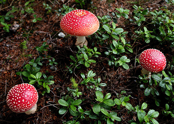 muchotrávka červená Amanita muscaria (L.) Lam.