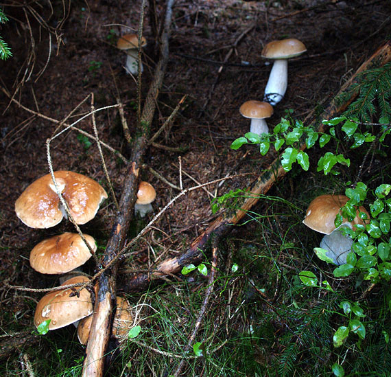 hríby smrekové Boletus edulis Bull.