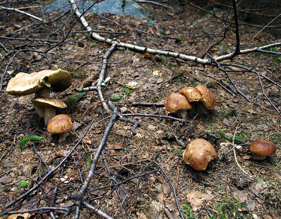 hríby smrekové Boletus edulis Bull.