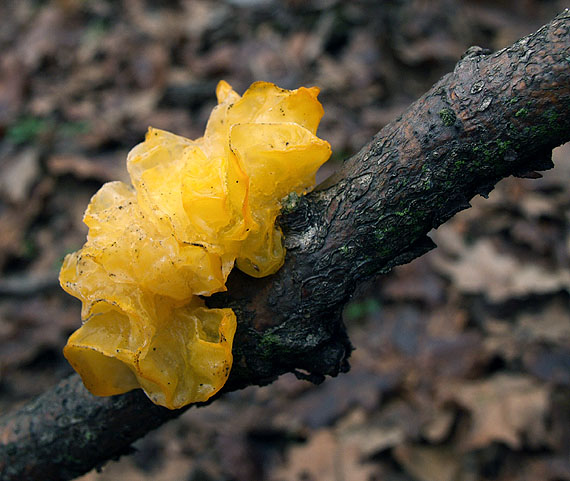 rôsolovka zlatožltá Tremella mesenterica Retz.