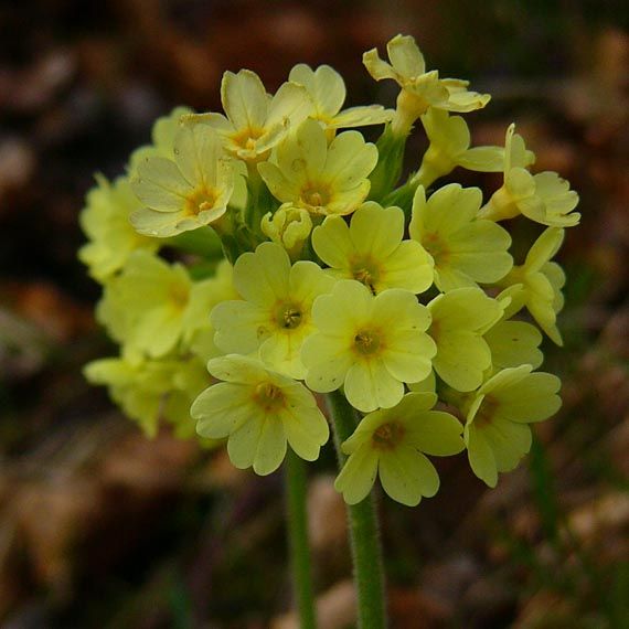 prvosienka vyššia Primula elatior (L.) L.