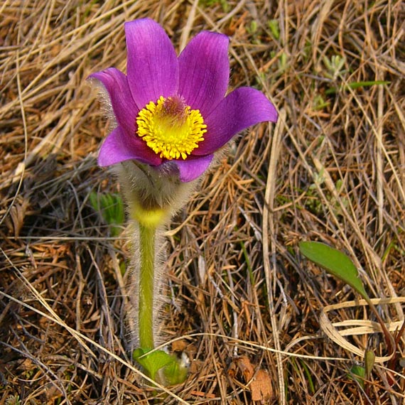 poniklec veľkokvetý Pulsatilla grandis Wender.