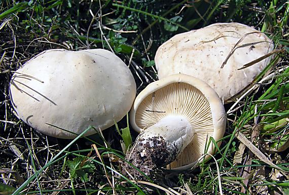 čírovnica májová (májovka) Calocybe gambosa (Fr.) Donk