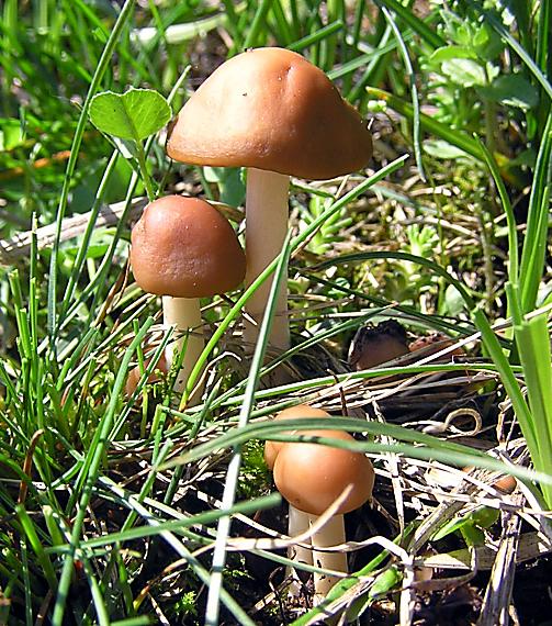 tanečnica poľná Marasmius oreades (Bolton) Fr.