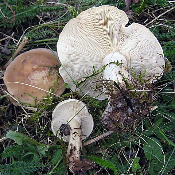 čírovnica májová (májovka) Calocybe gambosa (Fr.) Donk