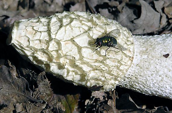 hadovka smradľavá Phallus impudicus L.