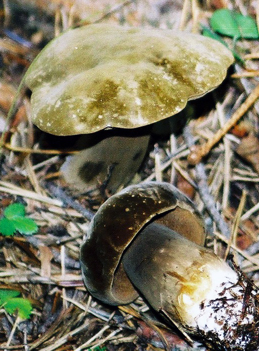 tmavohríb obyčajný Porphyrellus porphyrosporus (Fr. & Hök) E.-J. Gilbert