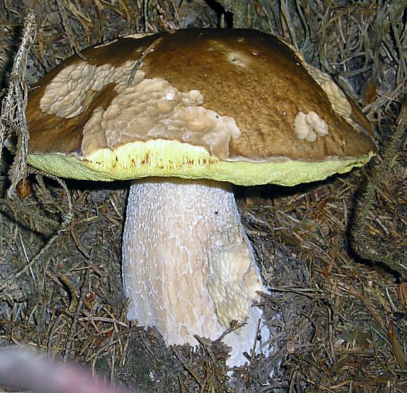 hríb smrekový Boletus edulis Bull.