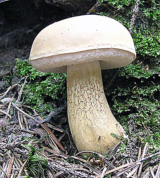 podhríb žlčový Tylopilus felleus (Bull.) P. Karst.