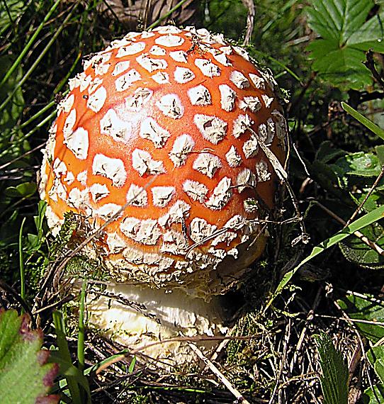 muchotrávka červená Amanita muscaria (L.) Lam.