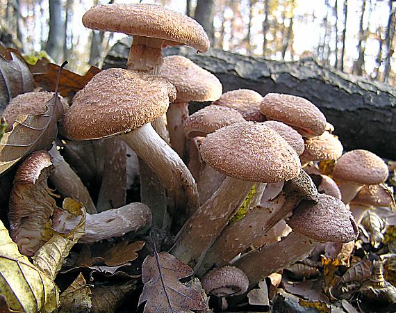 podpňovka obyčajná Armillaria mellea (Vahl) P. Kumm.