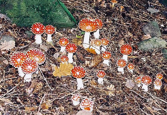 muchotrávka červená Amanita muscaria (L.) Lam.