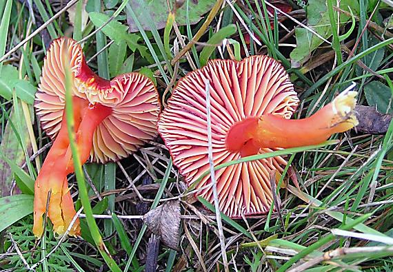 lúčnica Hygrocybe sp.