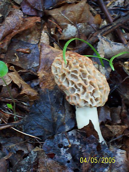 smrčok jedlý Morchella esculenta (L.) Pers.