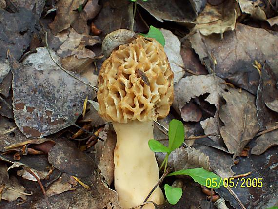 smrčok jedlý Morchella esculenta (L.) Pers.