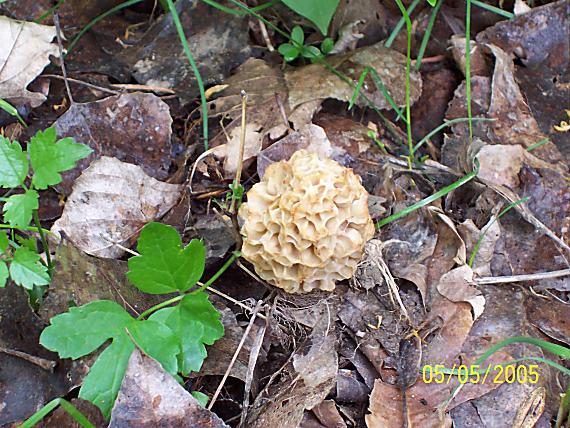 smrčok jedlý Morchella esculenta (L.) Pers.