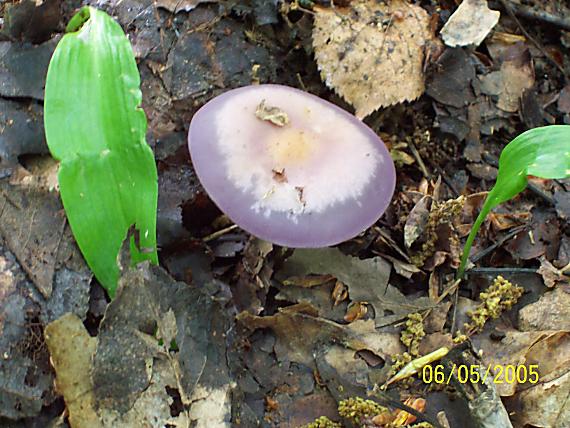 pôvabnica ružovkastá Lepista sordida (Schumach.) Singer