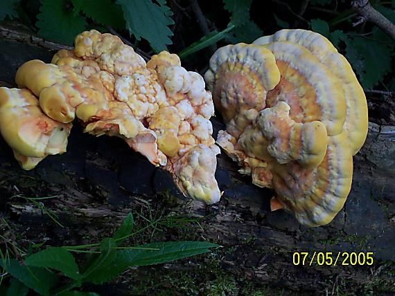 sírovec obyčajný Laetiporus sulphureus (Bull.) Murrill