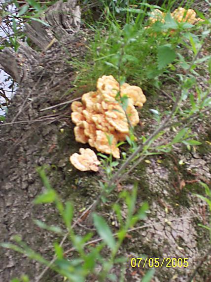 sírovec obyčajný Laetiporus sulphureus (Bull.) Murrill