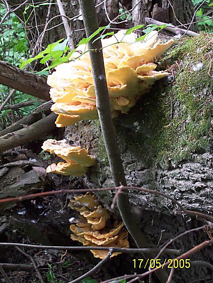 sírovec obyčajný Laetiporus sulphureus (Bull.) Murrill