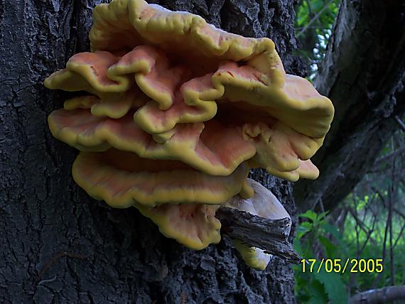 sírovec obyčajný Laetiporus sulphureus (Bull.) Murrill