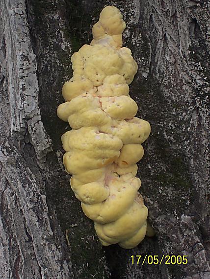 sírovec obyčajný Laetiporus sulphureus (Bull.) Murrill