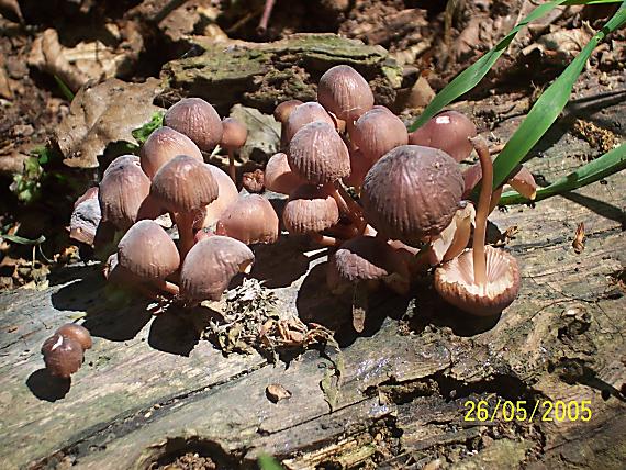 prilbička Mycena sp.