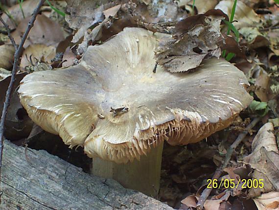 povraznica širokolupeňová Megacollybia platyphylla (Pers.) Kotl. & Pouzar