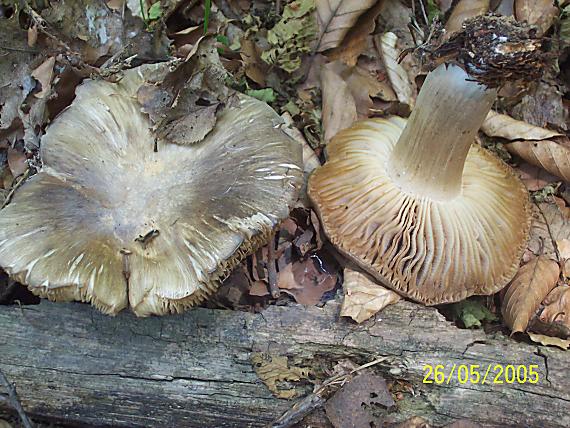 povraznica širokolupeňová Megacollybia platyphylla (Pers.) Kotl. & Pouzar